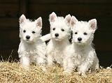 WESTIE 485